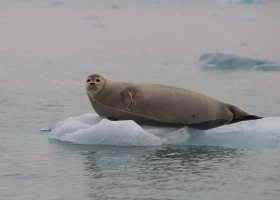 Zeehond op ijsschots Zeehond op ijsschots