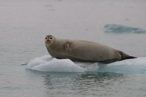 Zeehond op ijsschots