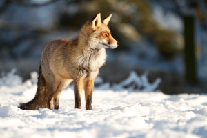 Standing in the snow