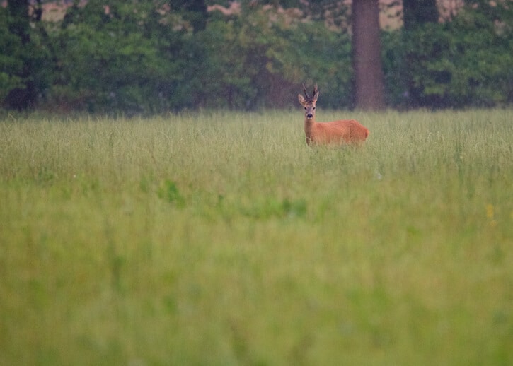 Tamron_150-600mm_test_shot_deer