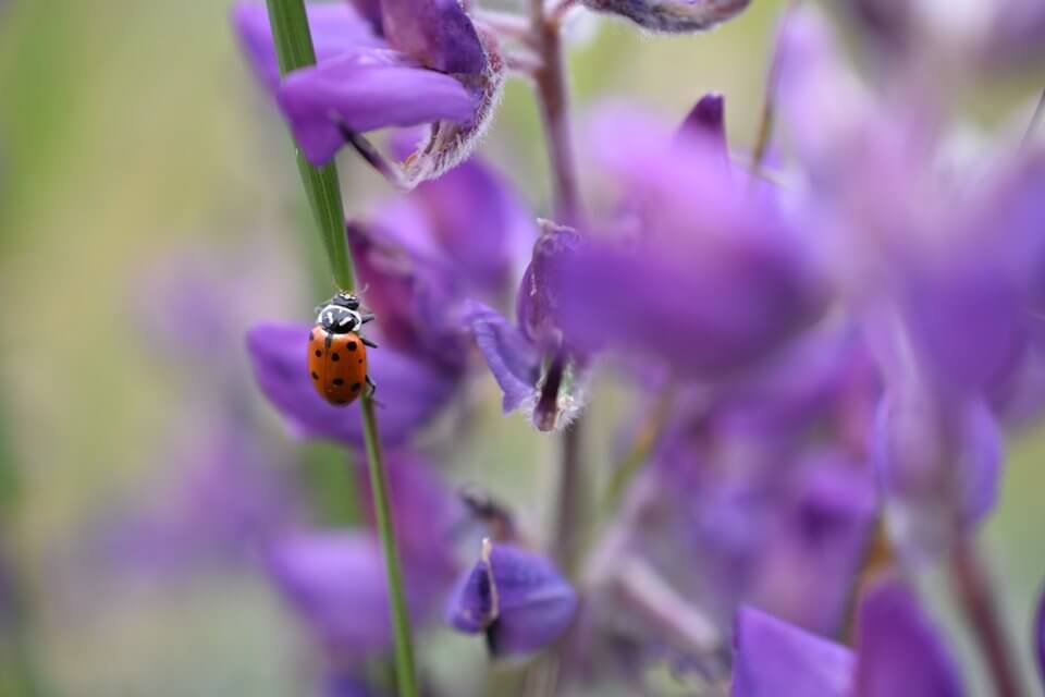 nikon_dslr_d3400_ladybug_A5--sample-960-large