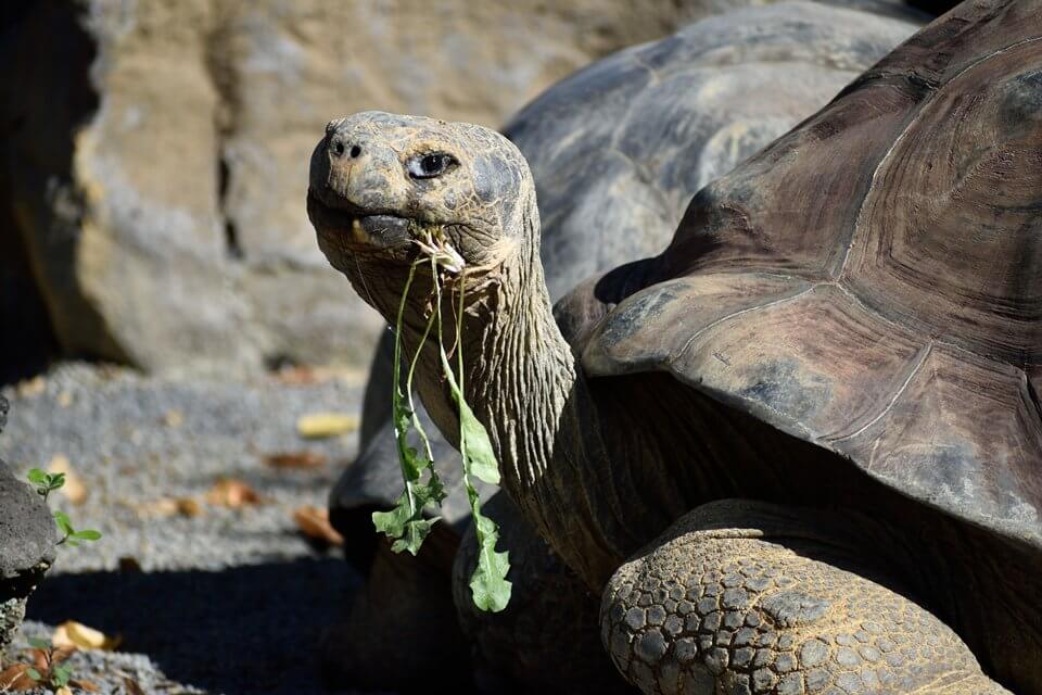 nikon_nikkor_lens_turtle_DX70-300mm_F45-63G_VR_01_0853_A3--sample-960-large