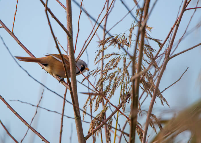 thijs_schouten_testbeelden_tamron_g2-19