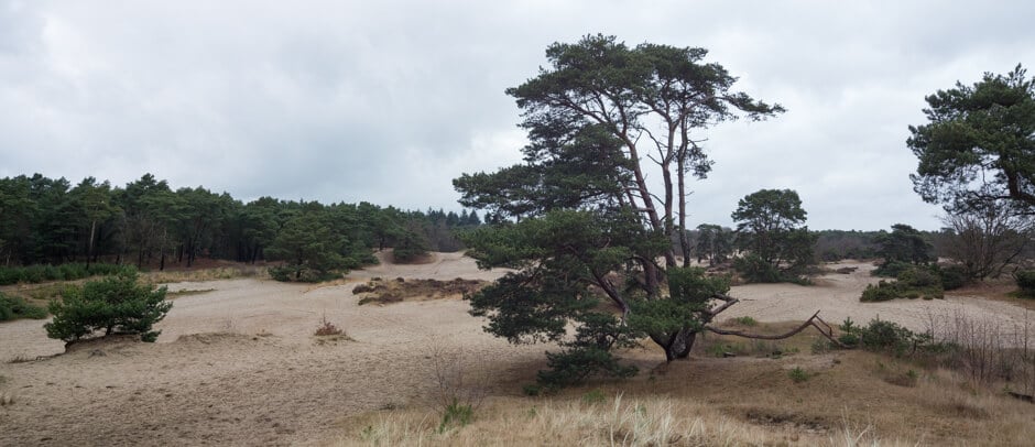 soesterduinen panorama foto