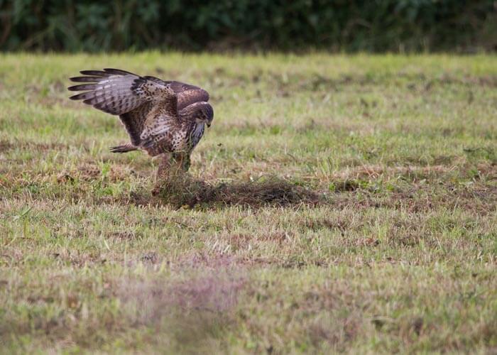 thijs_schouten_tamron_150-600mm_g2_review_buizerd