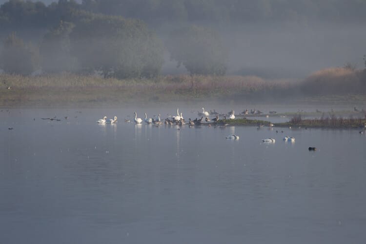 thijs_schouten_tamron_150-600mm_g2_reviewtest-2