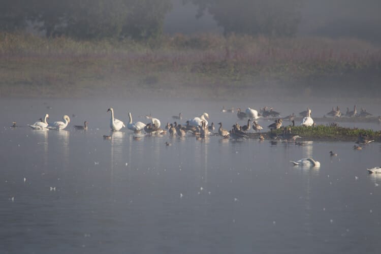 thijs_schouten_tamron_150-600mm_g2_reviewtest-3