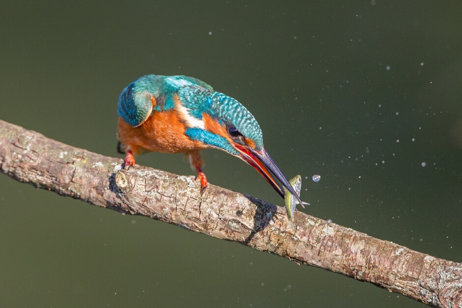 Ijsvogels Fotograferen In Nederland, Handige Tips Waar Je Ze Kan Vinden