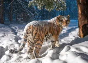 Fotograaf weet zeldzame Siberische tijger vast te leggen