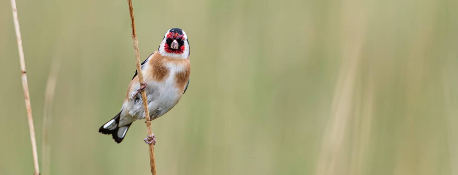 Vogels vinden in Nederland | Handige tips!