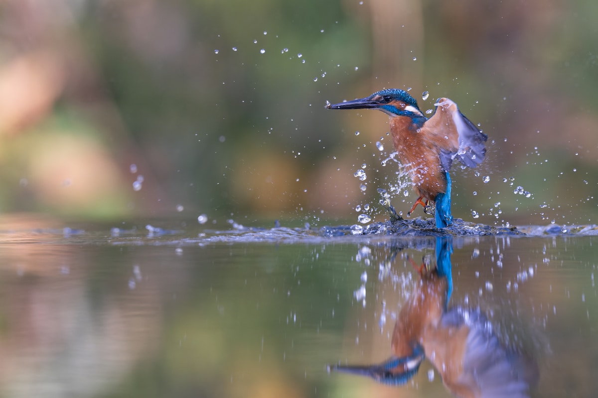 Ijsvogels Fotograferen In Nederland, Handige Tips Waar Je Ze Kan Vinden