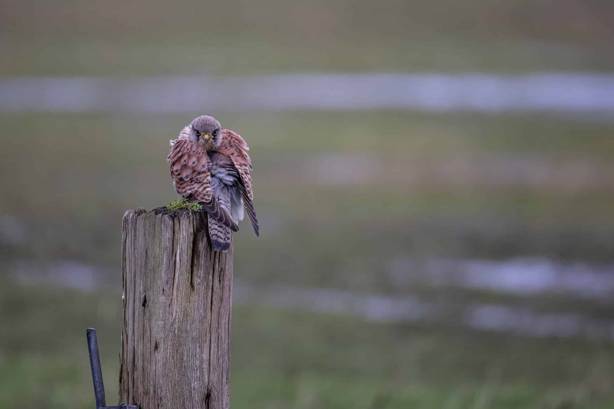 voorbeeldfoto canon rf 200-800mm valk