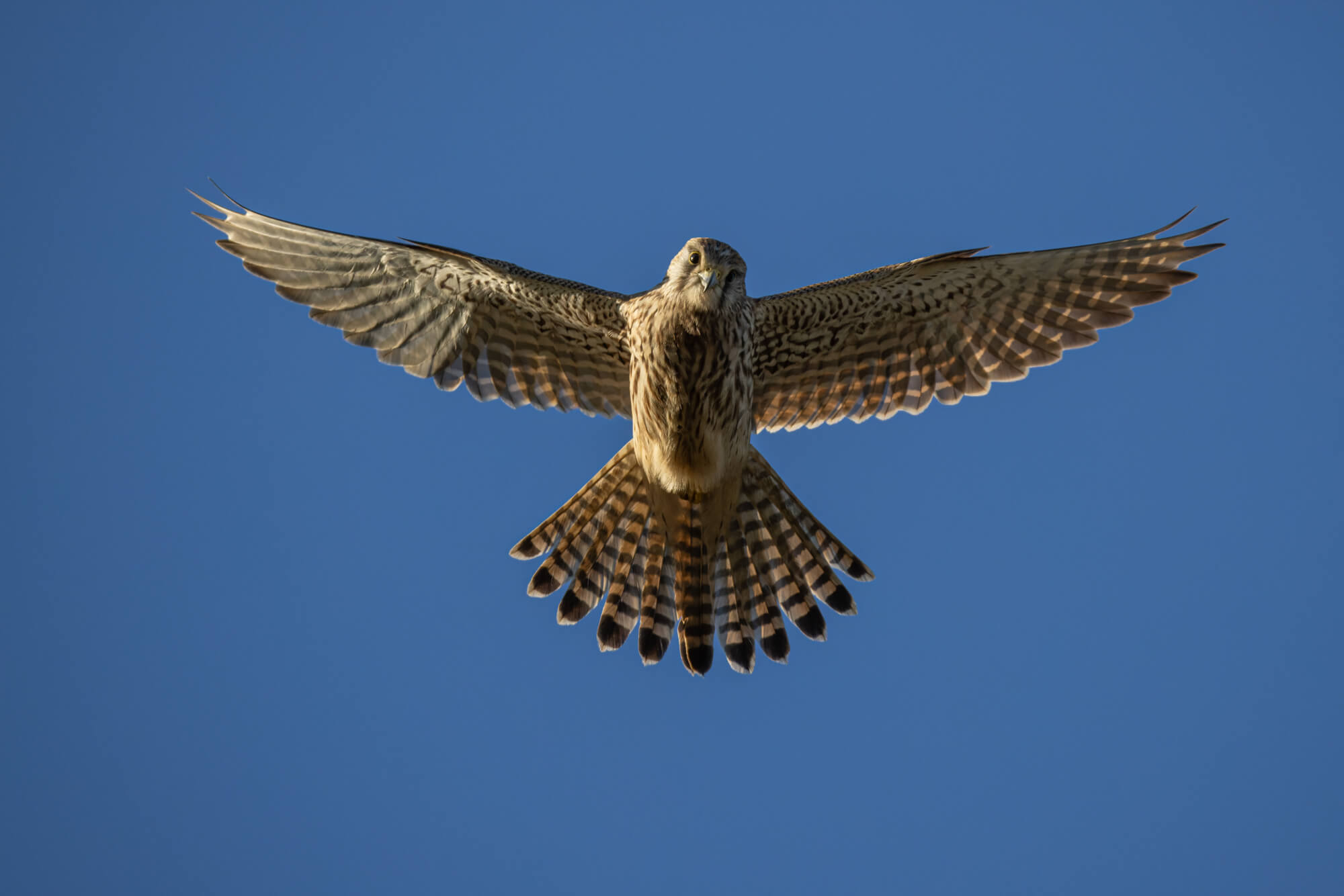 voorbeeldfoto canon rf 200-800mm actie