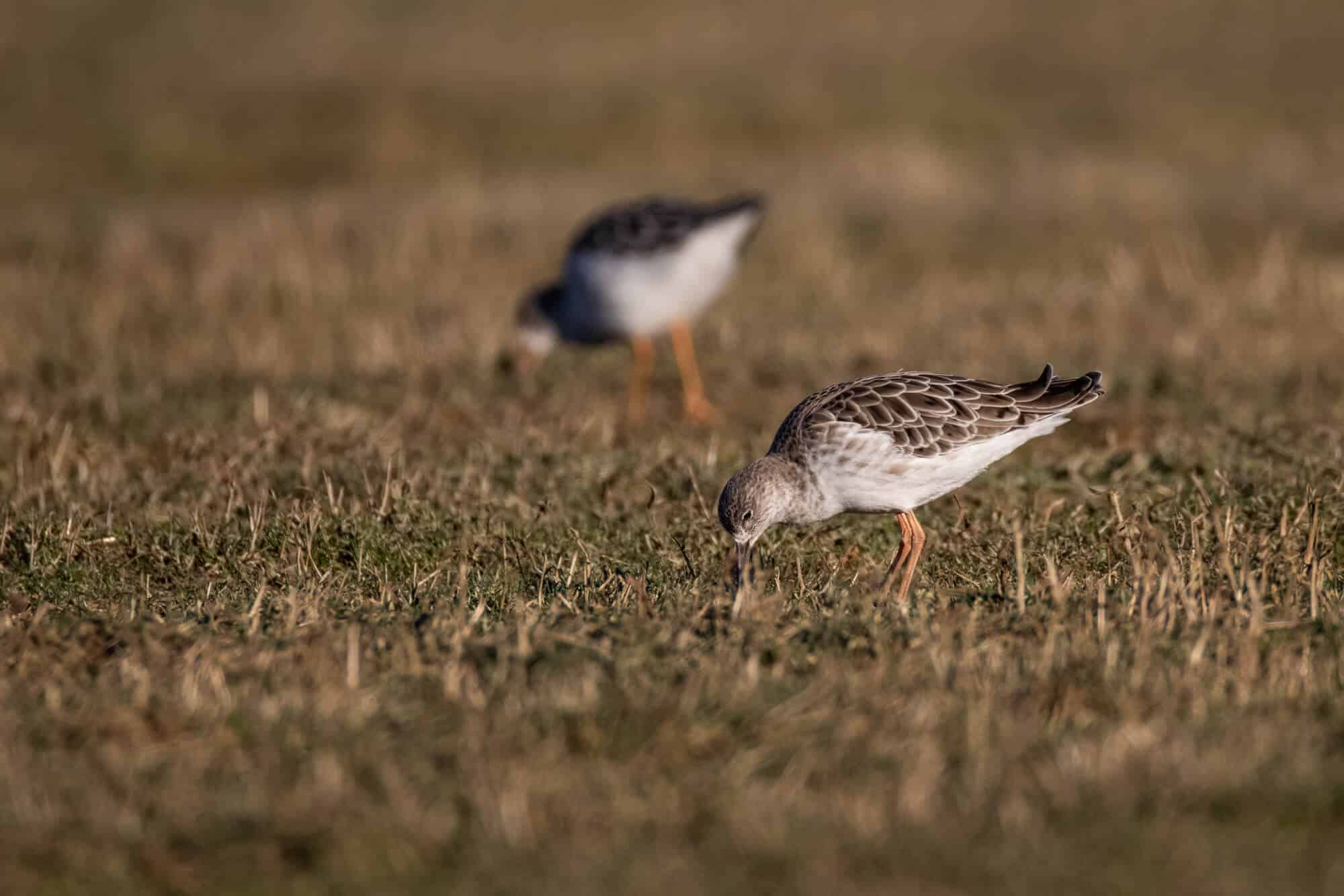 voorbeeldfoto canon rf 200-800mm met extender