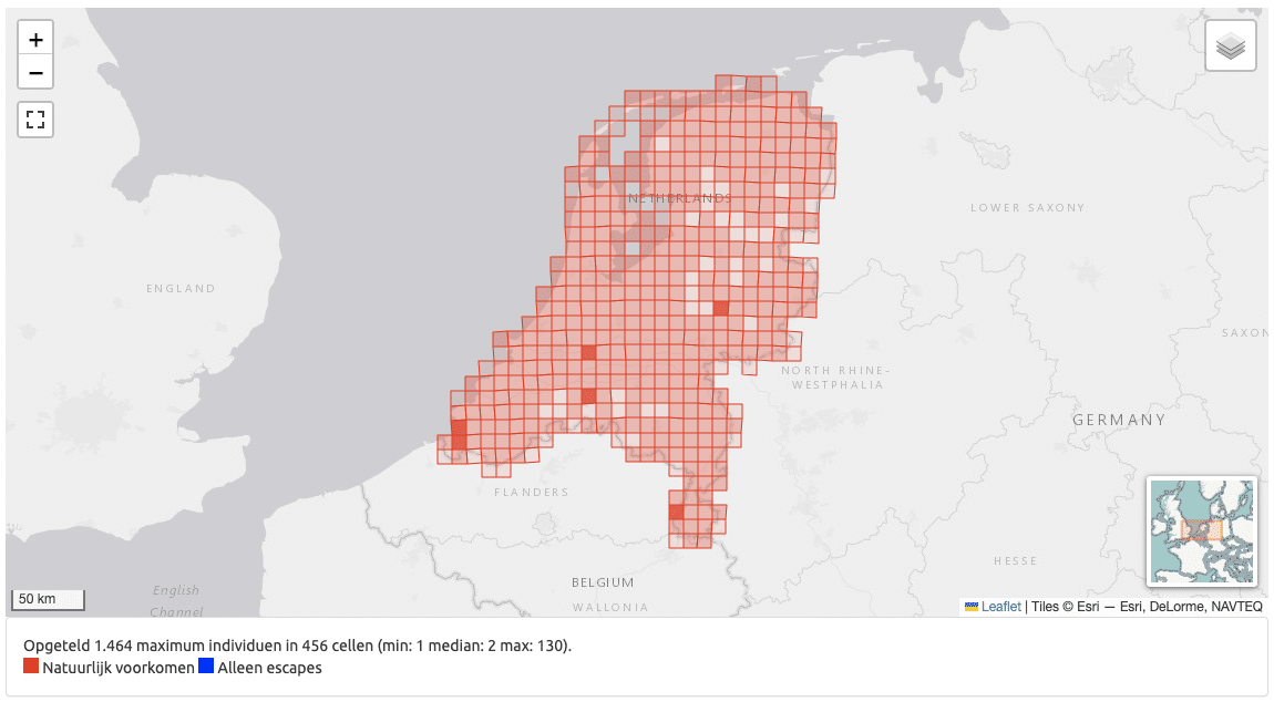 torenvalk op waarneming