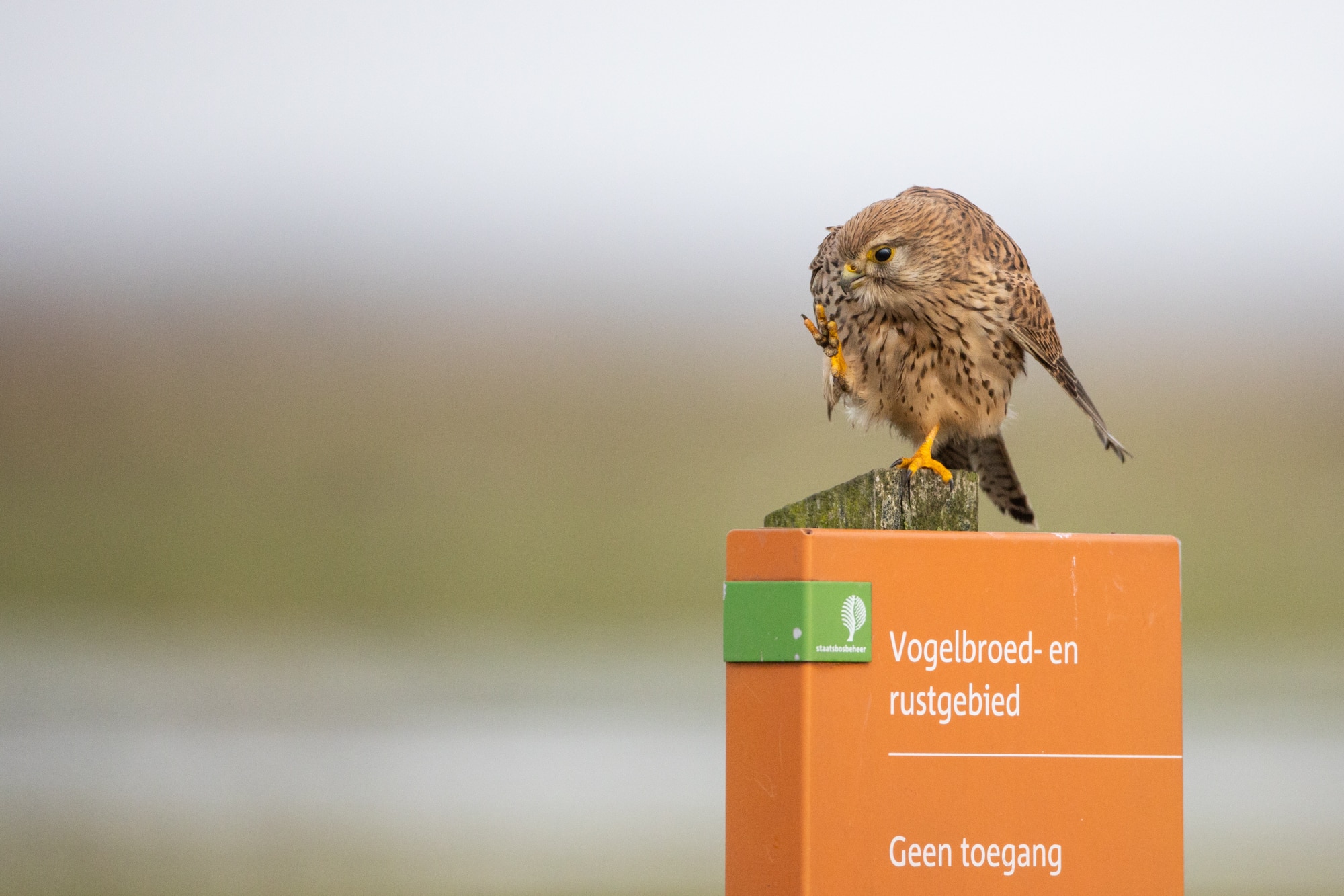 torenvalk op paaltje gefotografeerd