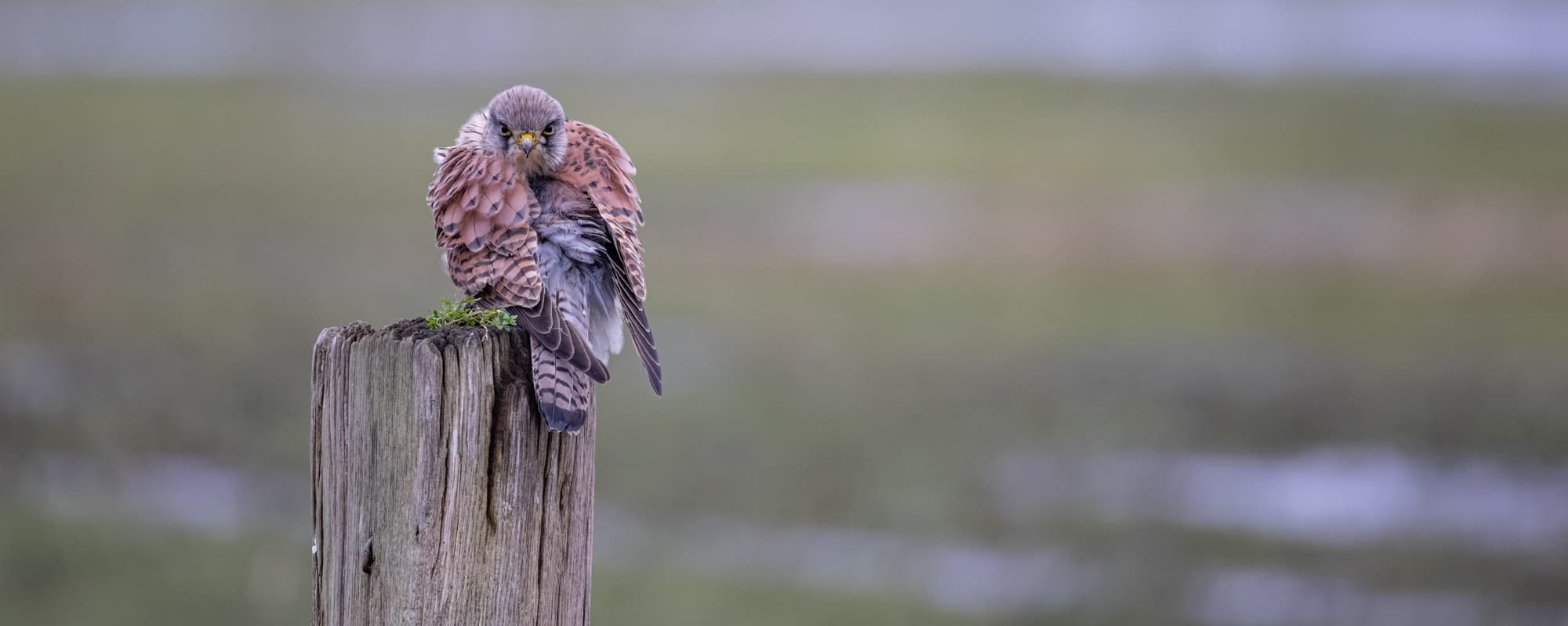 torenvalken fotograferen