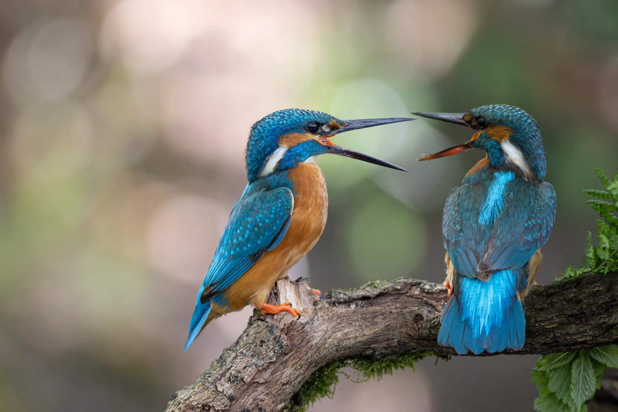 IJsvogels met een zachte bokeh op de achtergrond