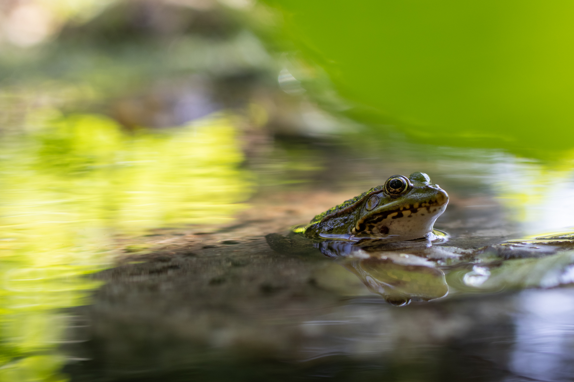 Voorbeeld foto Canon EOS R50 V