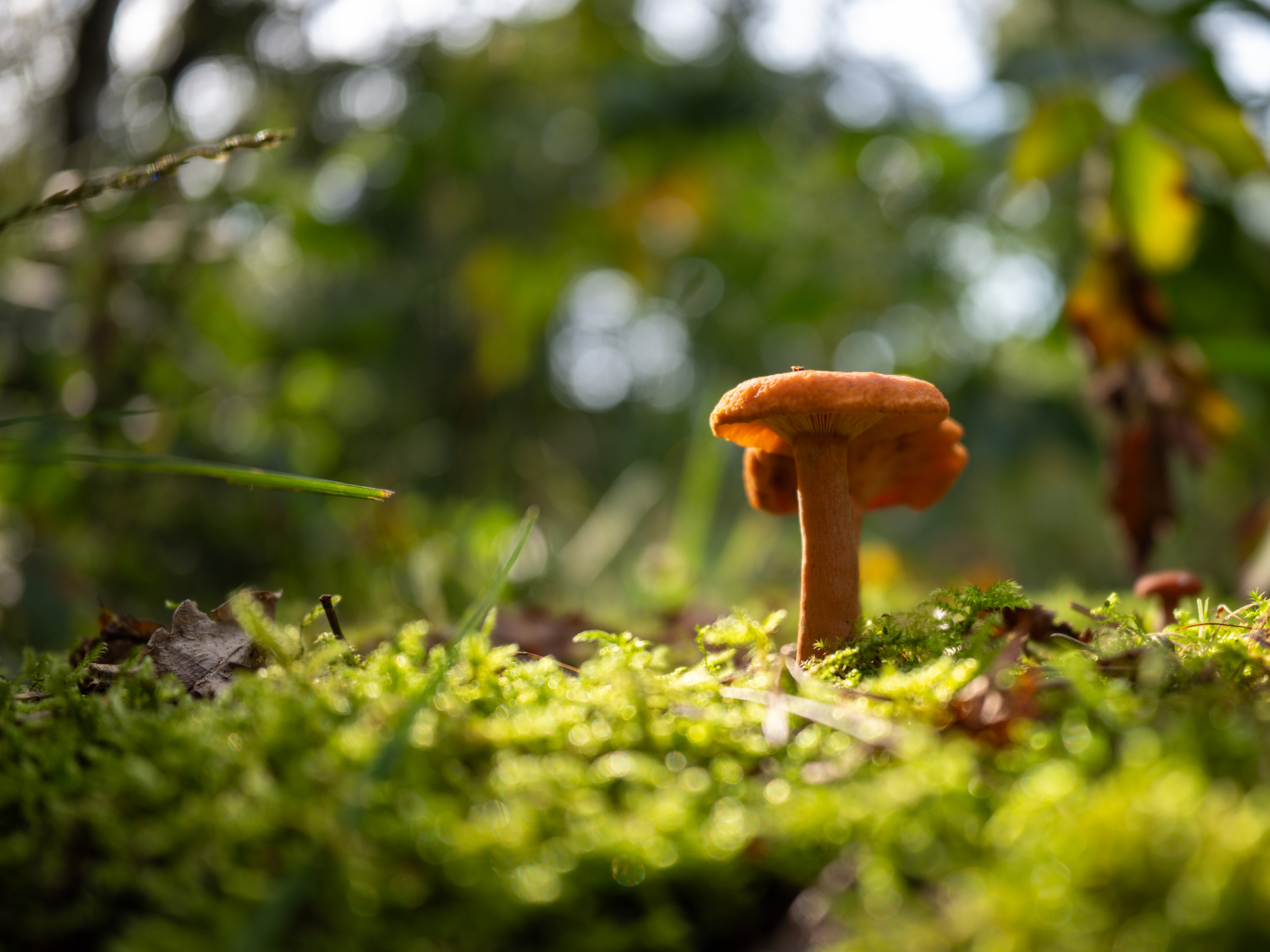 voorbeeldfoto middenformaat fujifilm