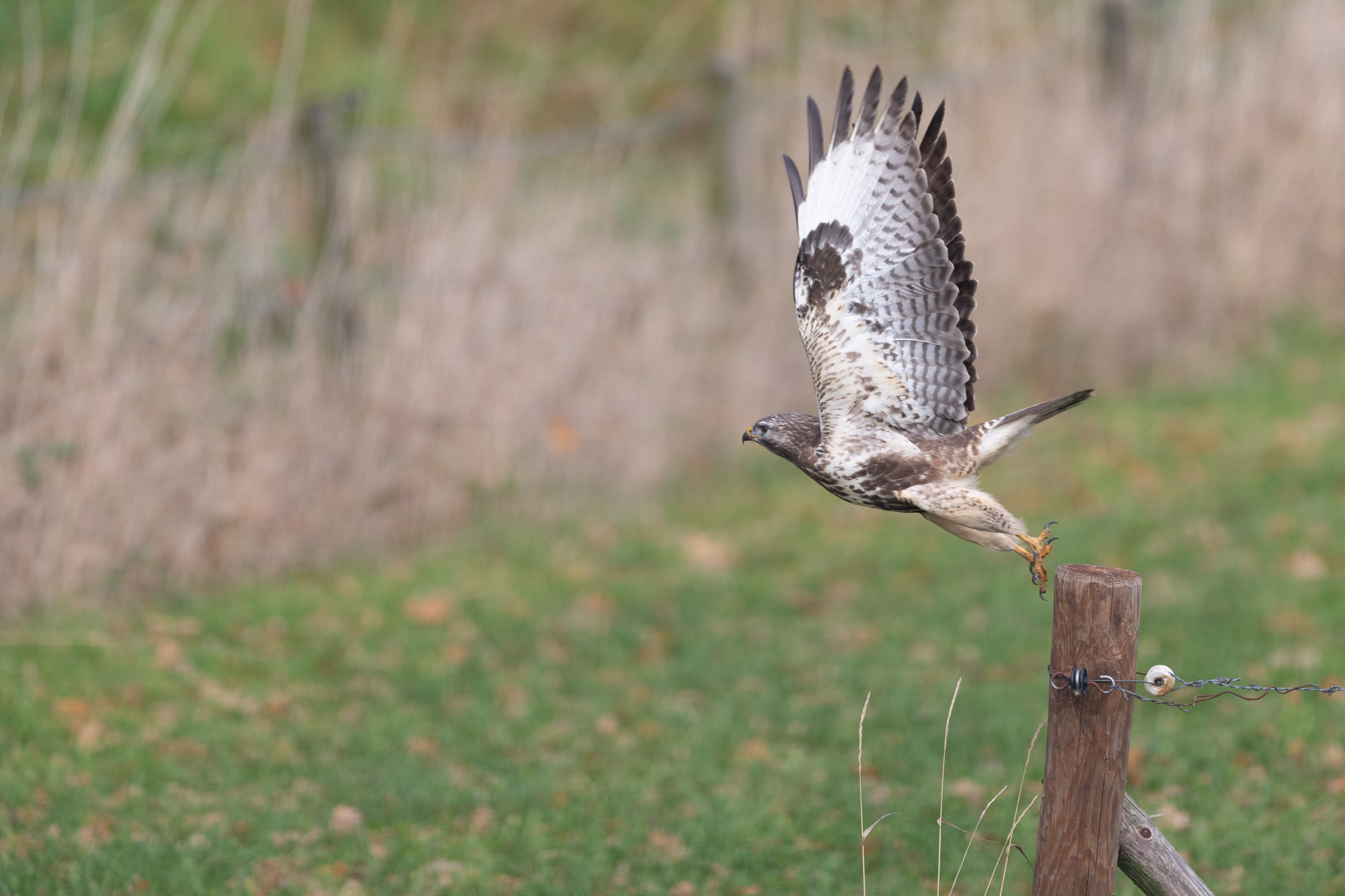 pre-shoot functie r6 mark iii