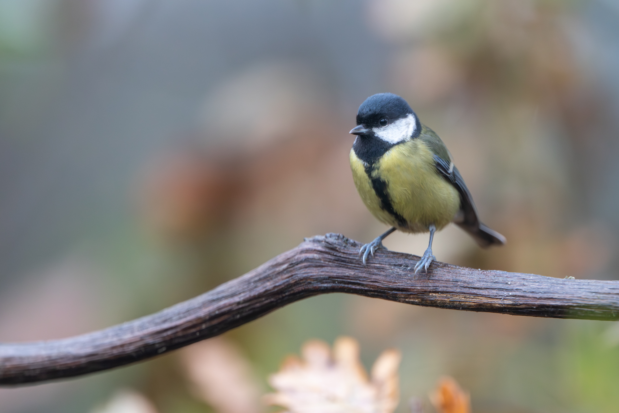 Canon EOS R6 mark III ruis zonder ruis