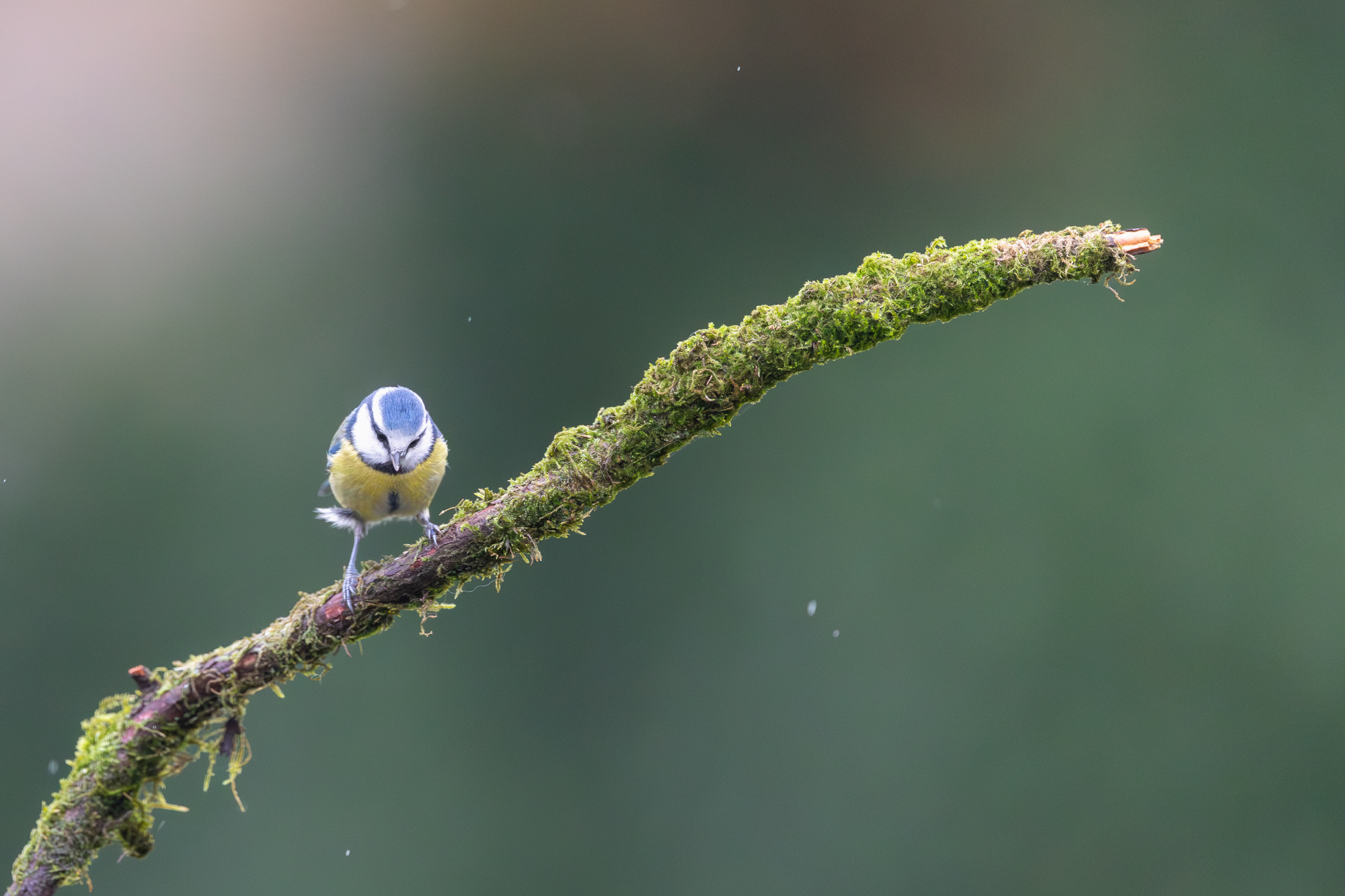 Canon EOS R6 mark III test foto