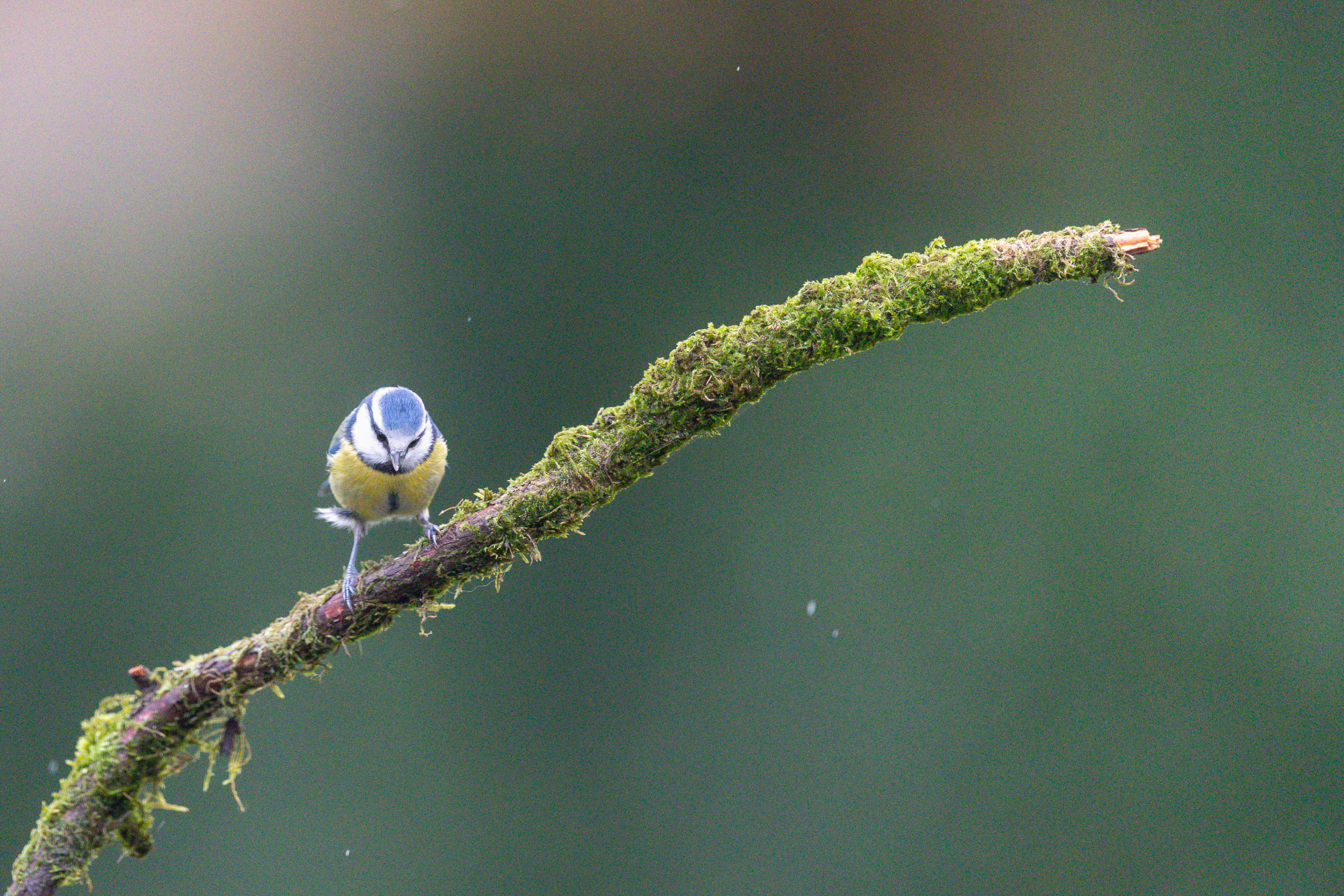 Canon EOS R6 mark III test foto ruis