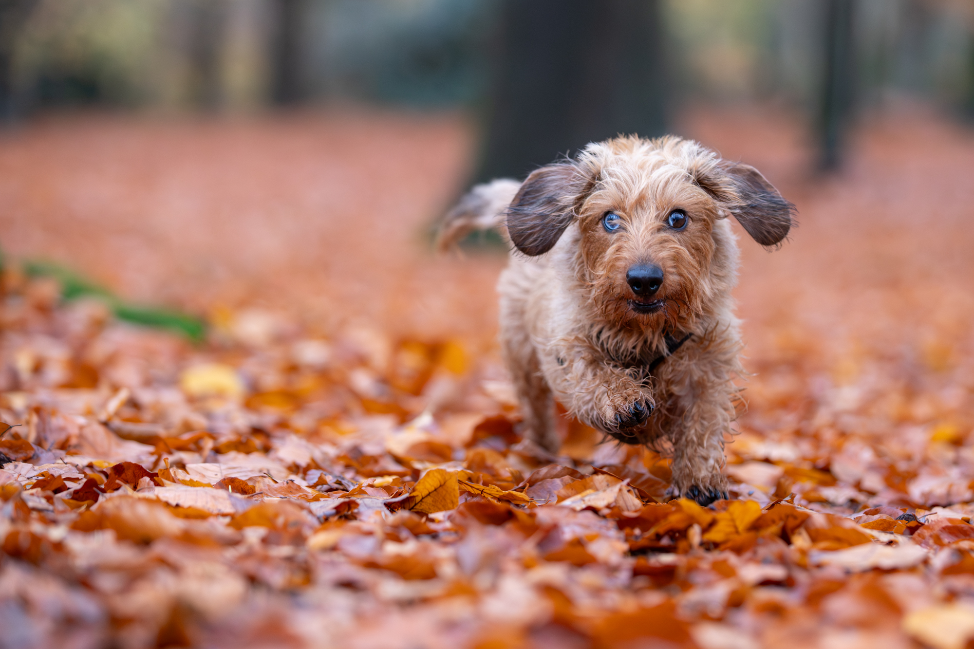 voorbeeld foto r6 mark iii