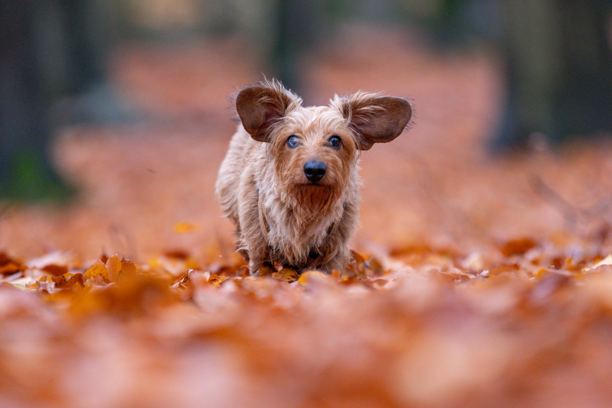 Canon EOS R6 mark III voorbeeld foto