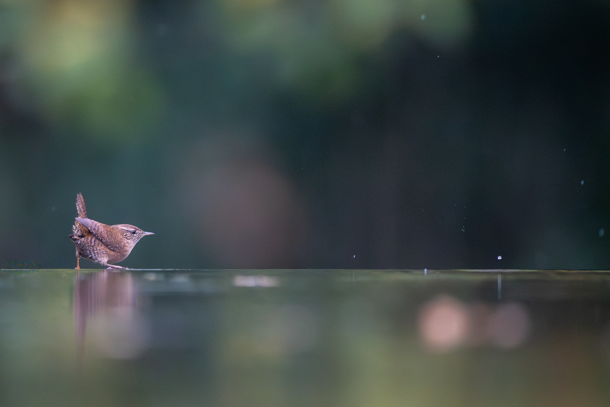 Canon EOS R6 mark III voorbeeldfoto