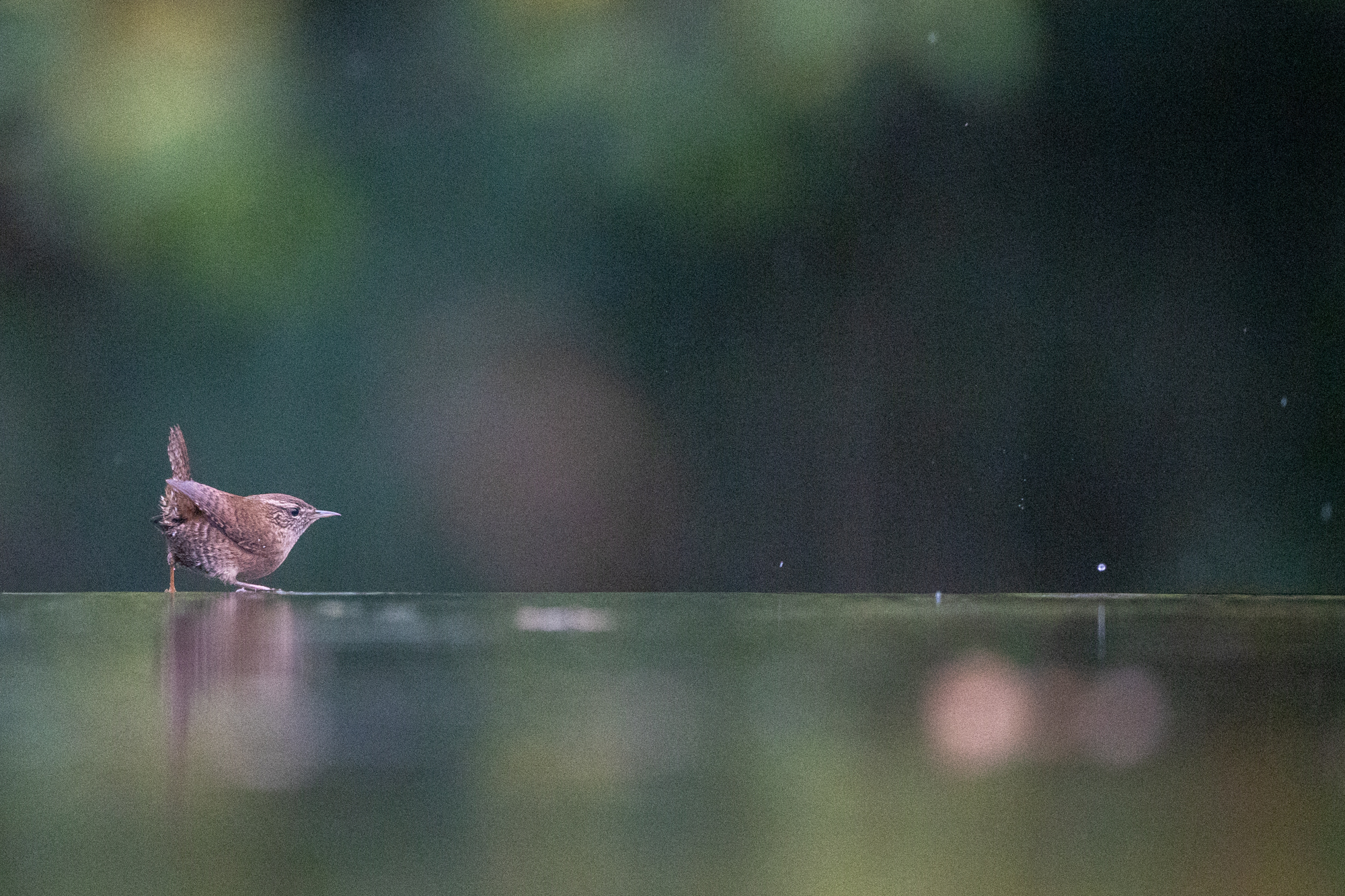 Canon EOS R6 mark III voorbeeldfoto