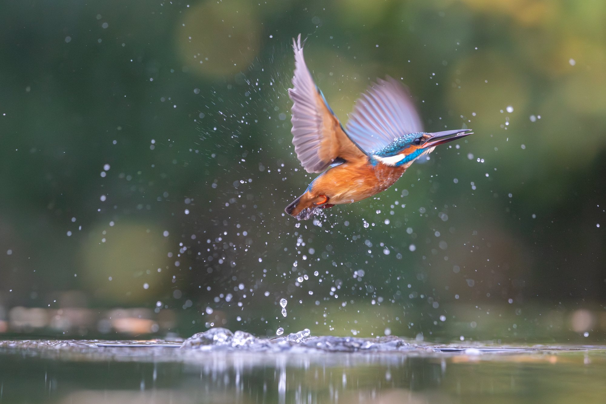 r6 mark iii voorbeeldfoto