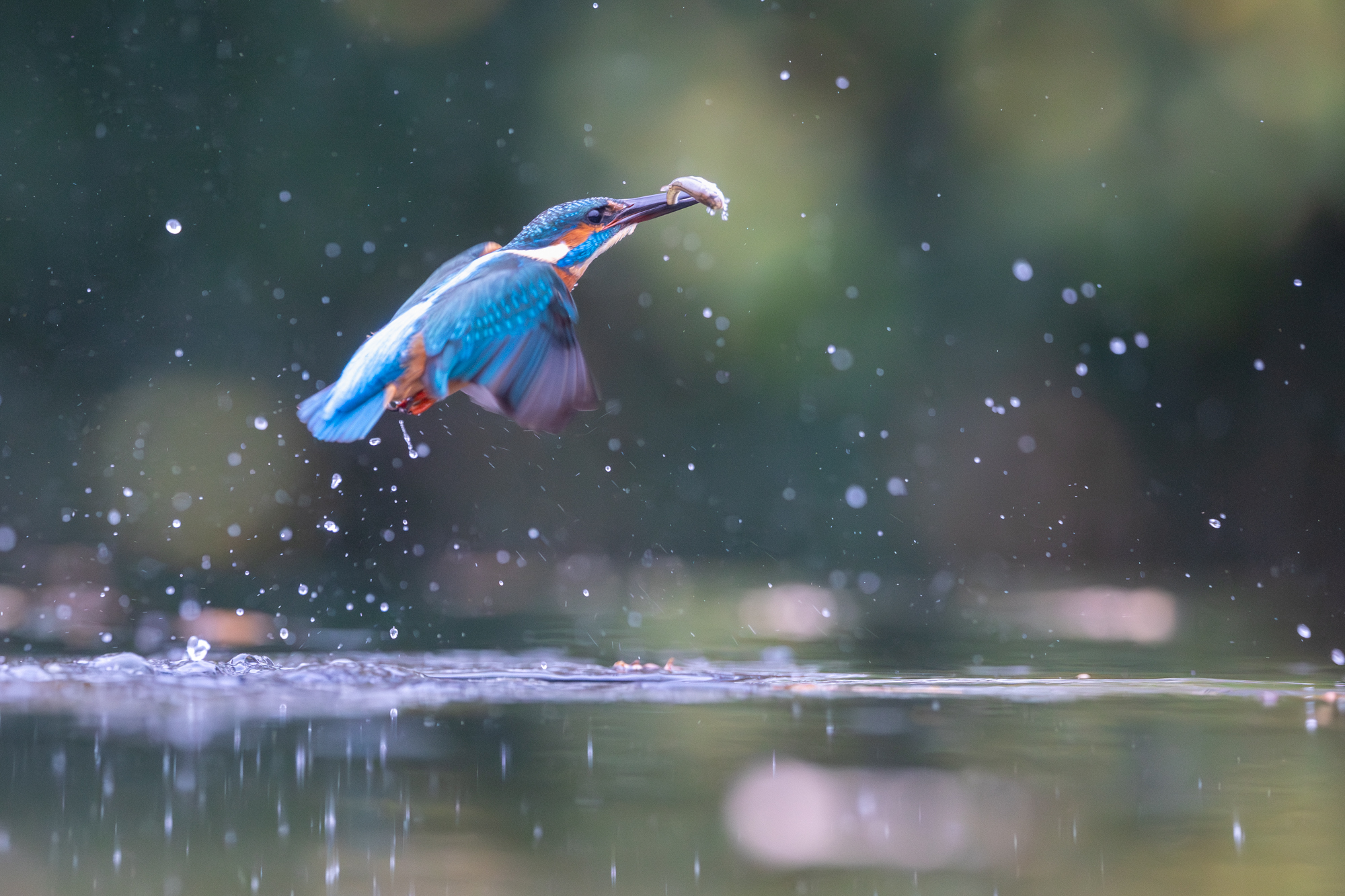 r6 mark iii voorbeeldfoto