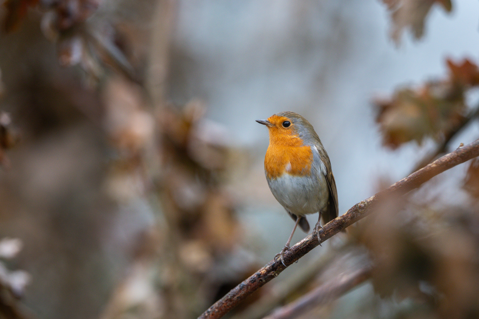 Canon EOS R6 mark III bird shot