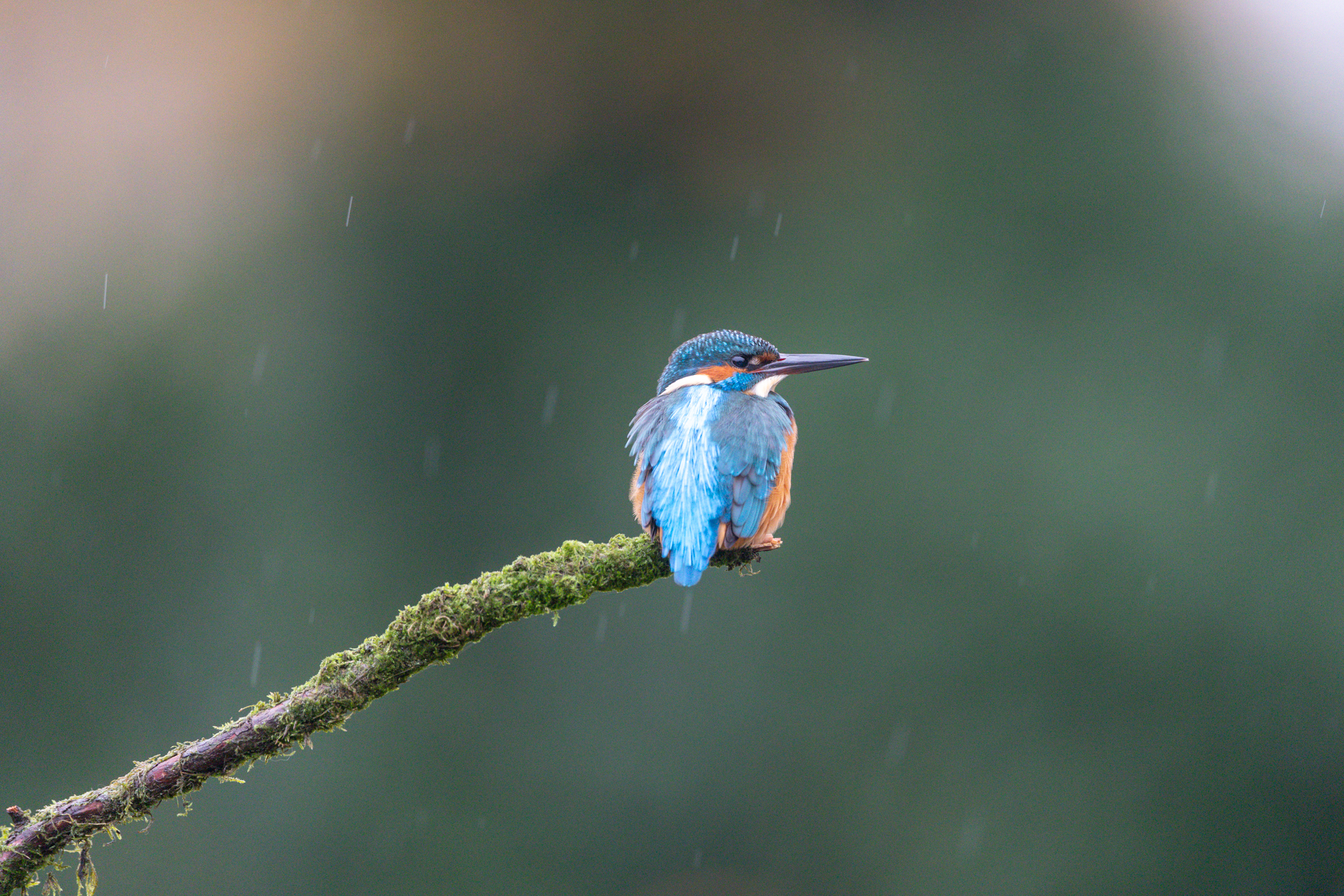 Canon EOS R6 mark III kingfisher ijsvogel