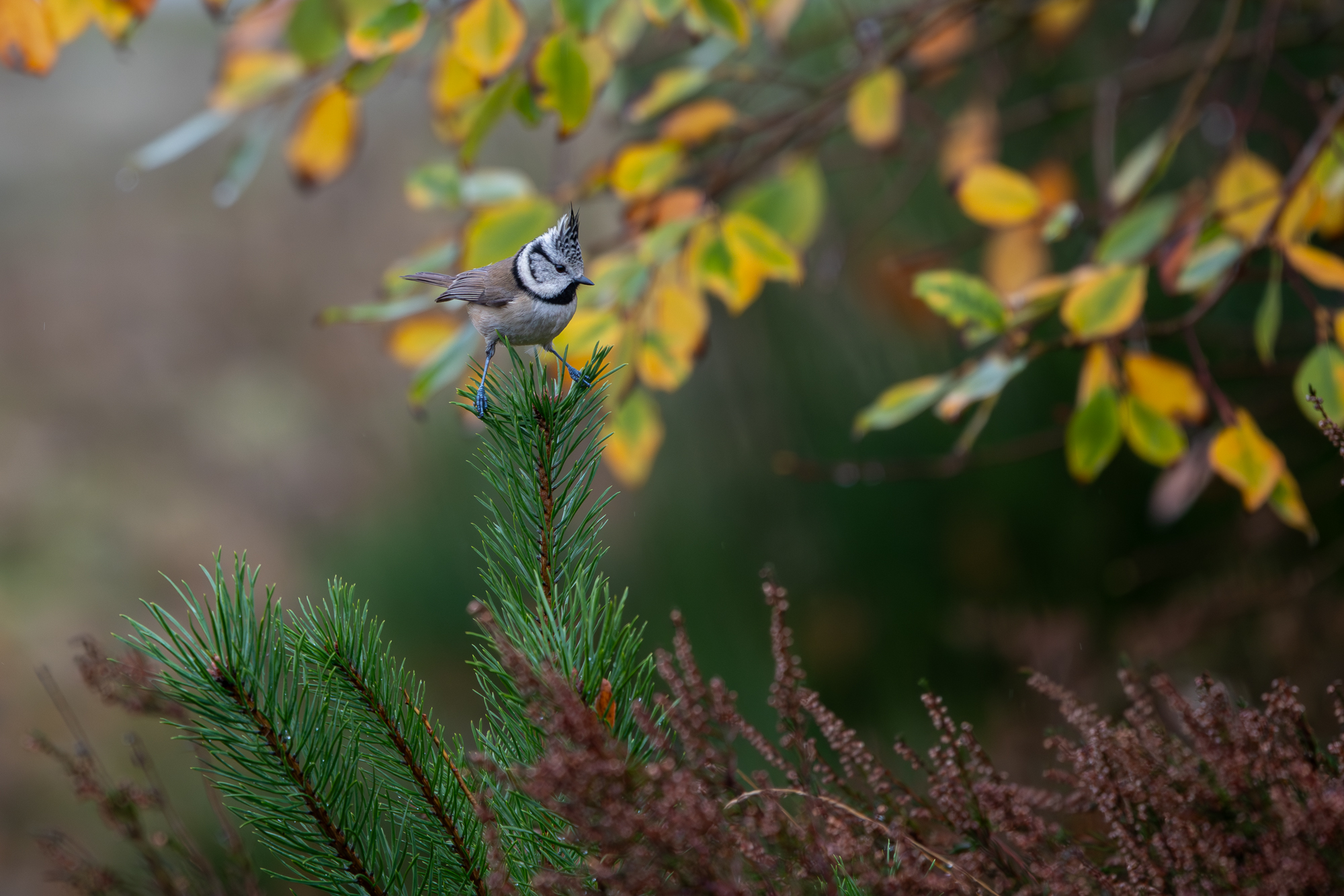 Canon EOS R6 mark III kuifmees