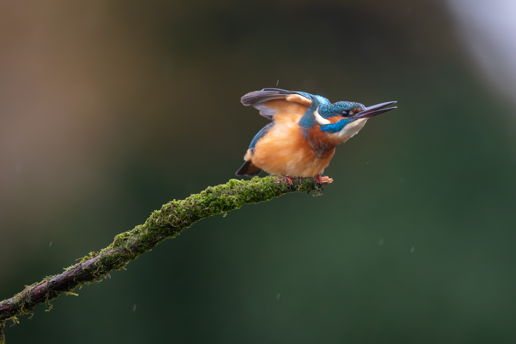 voorbeeldfoto r6 mark iii