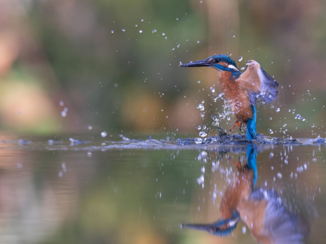 IJsvogel IJsvogel