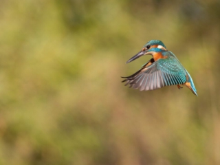 Thijs-Schouten-IJsvogel-2 Thijs-Schouten-IJsvogel-2
