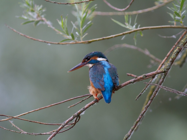 IJsvogel IJsvogel