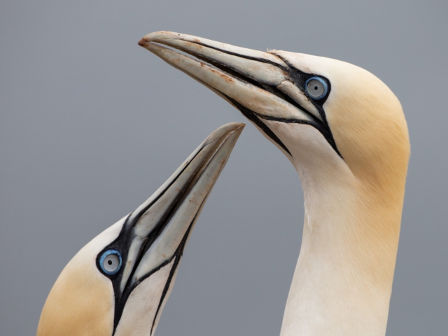 Helgoland Helgoland