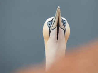 Hallo Hallo