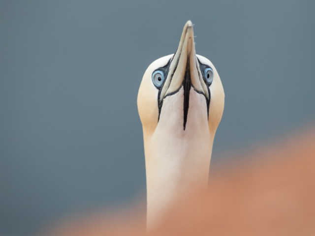 Hallo Hallo