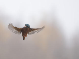 IJsvogel in vlucht IJsvogel in vlucht