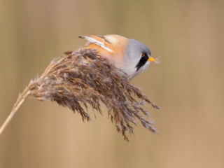 Baardmannetje Baardmannetje