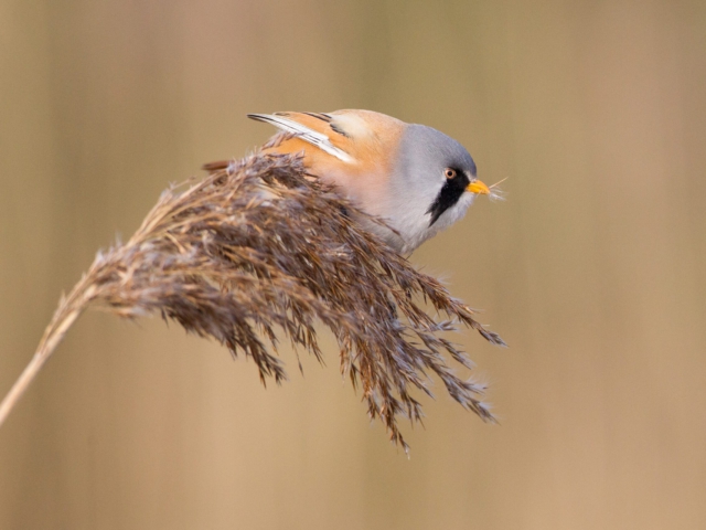 Baardmannetje Baardmannetje