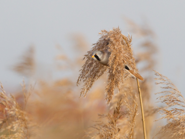Baardmannetje Baardmannetje