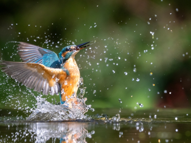 IJsvogel IJsvogel