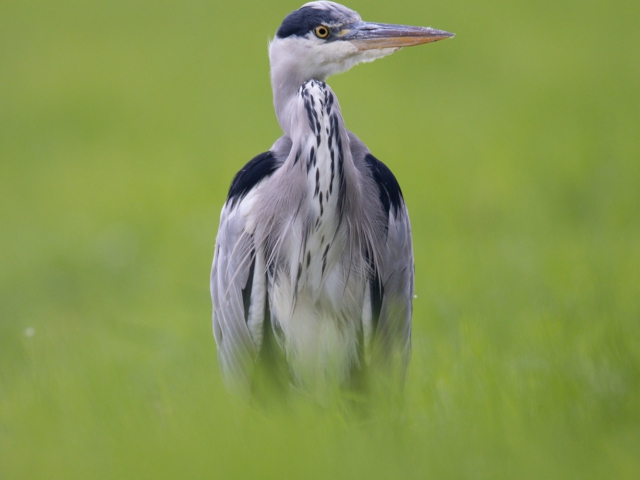 Reiger Reiger
